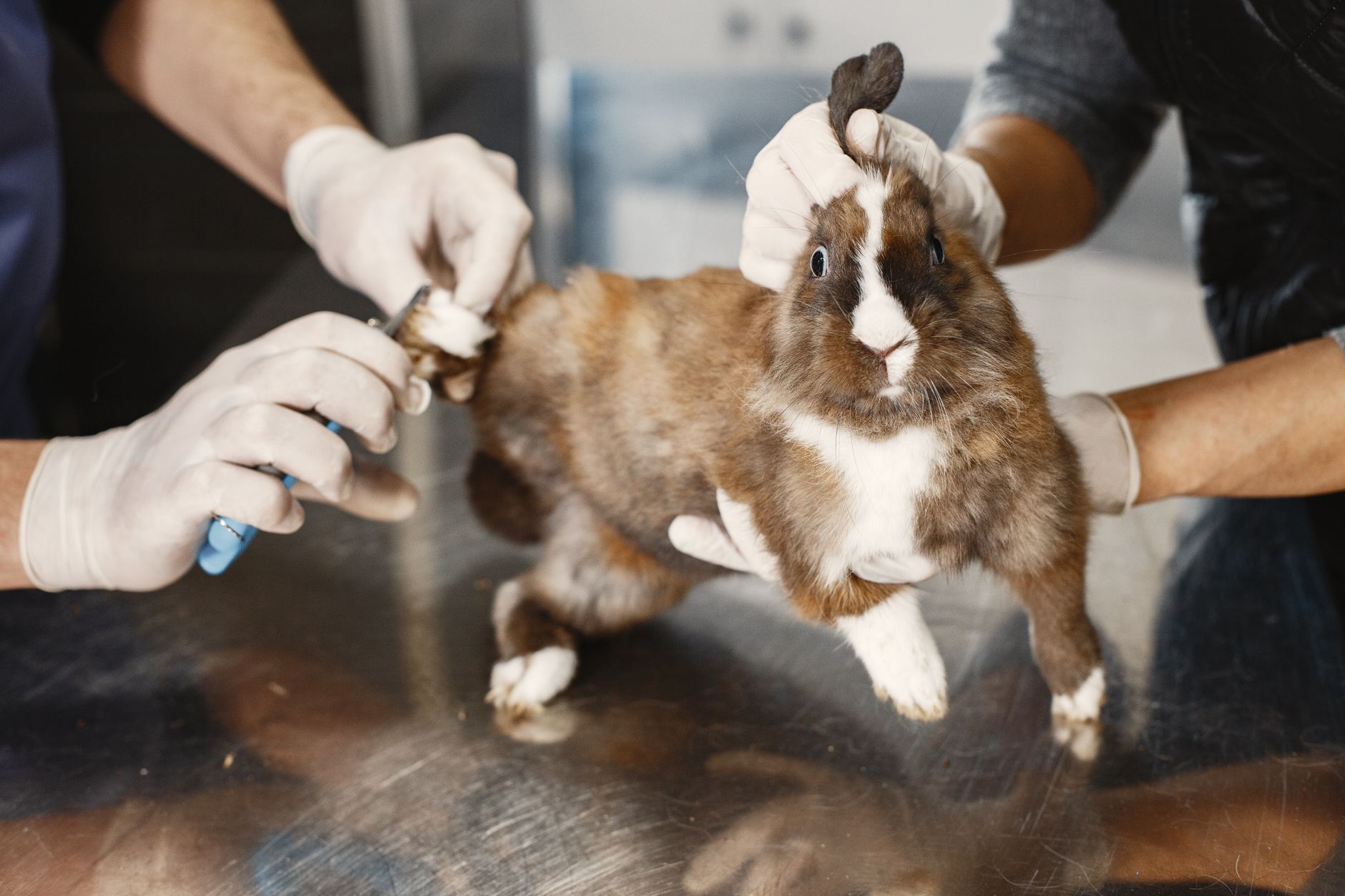 Health Considerations & Proactive Care — A Step-by-Step Care Guide for New Australian Shepherd Owners in 2026