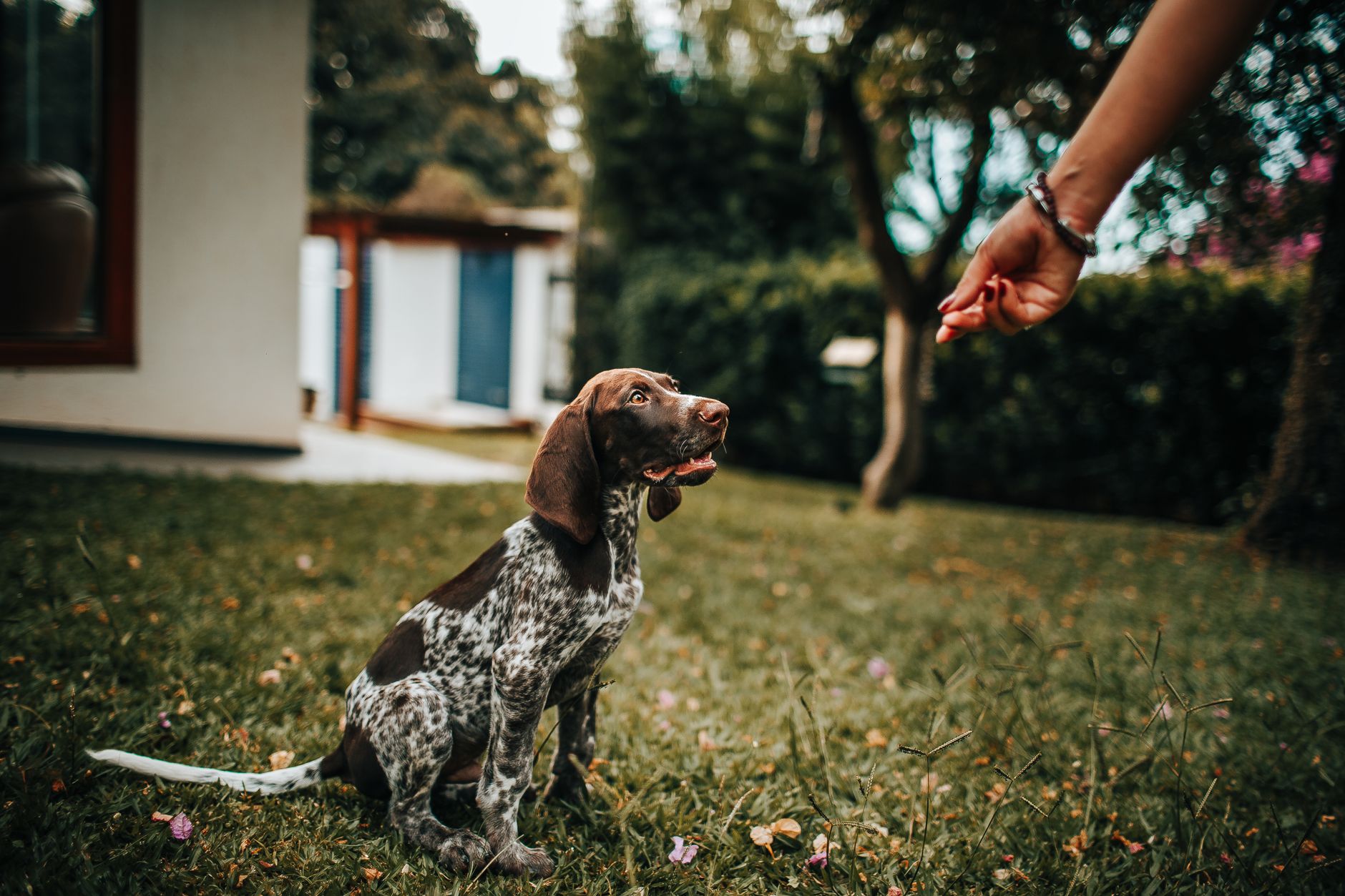 How to Train Your Puppy Basic Commands in 30 Days: Step-by-Step Guide - DogBreedCo