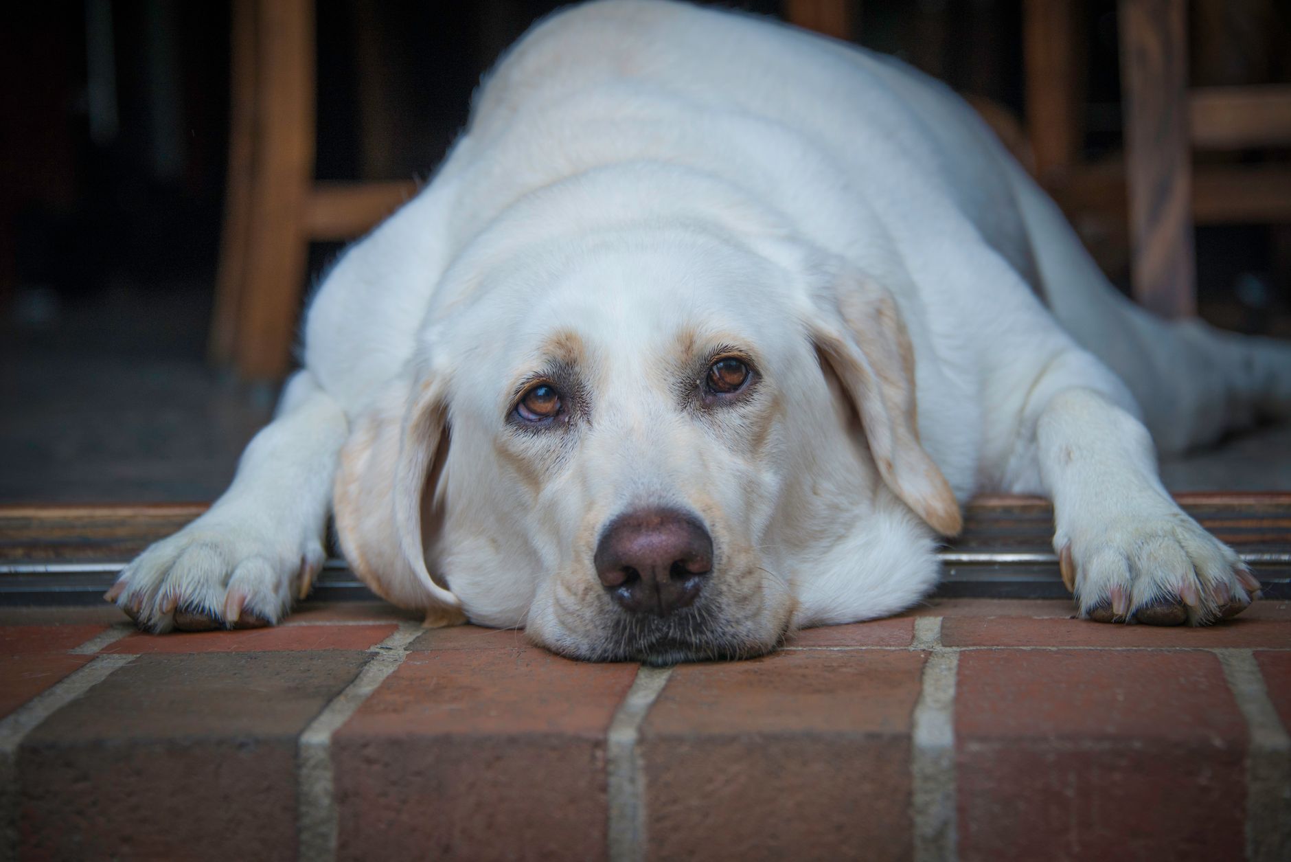 7 Signs Your Golden Retriever is Too Overweight in 2026 - DogBreedCo