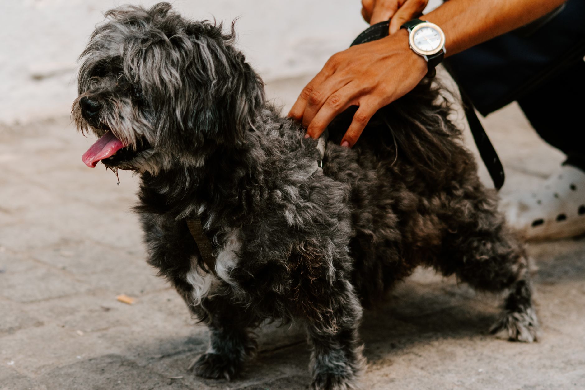 The Complete Beginner Guide to Welcoming Your First Dog - DogBreedCo