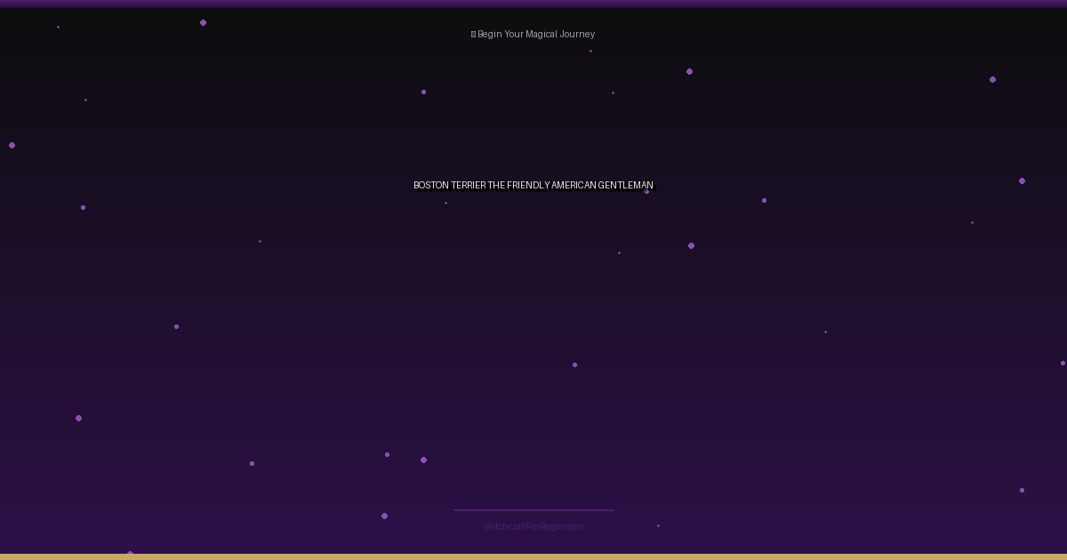 Boston Terrier: The Friendly 'American Gentleman'